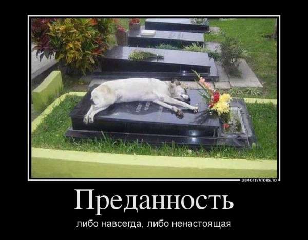 Пёс убежал из дома, чтобы найти могилу умершего хозяина, и отказывается покидать её на протяжении 6 лет
