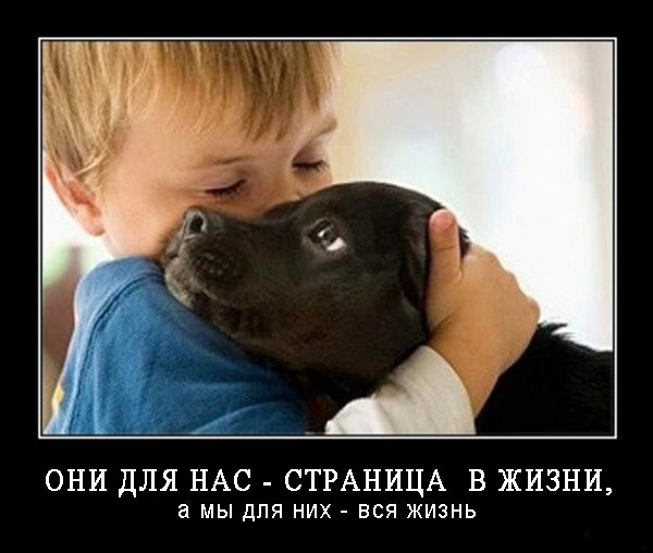 Пёс, который 14 часов охранял двухлетнего малыша, потерявшегося в австралийском лесу