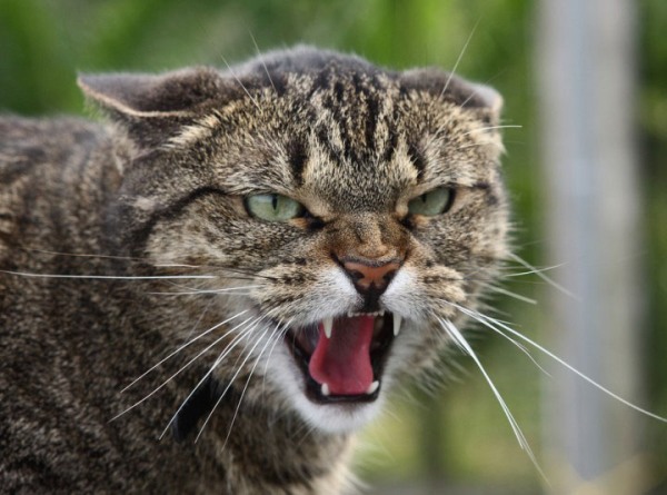 Кот спас девочку от изнасилования Кот спас девочку от изнасилования