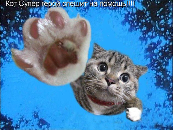 Малайзийскую старушку спас супер-кот Малайзийскую старушку спас супер-кот