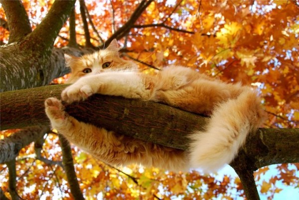 Осень-кошка
