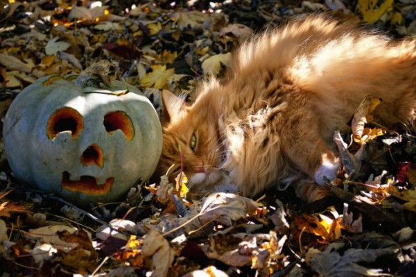 Золотая пора