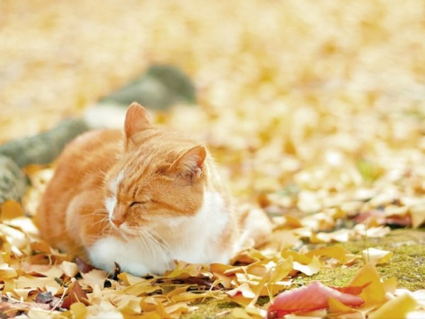 Рыжий кот спит