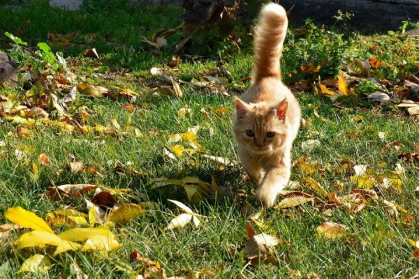 Осенняя пора