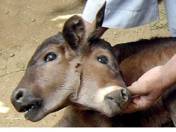 Двухголовый теленок Двухголовый теленок