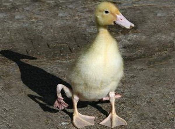 Утенок с четырьмя лапами