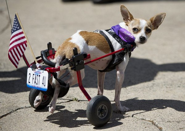 Чихуахуа с инвалидной тележкой