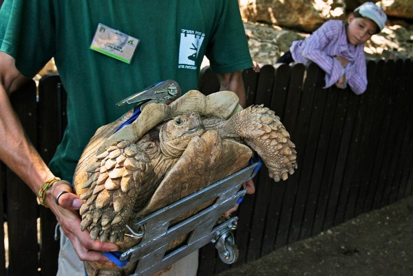 Черепаха Арава