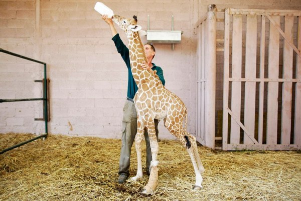 Жираф Дарвин