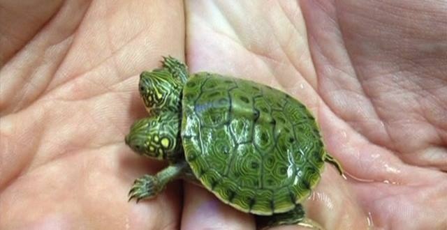 Двухголовая черепашка Двухголовая черепашка