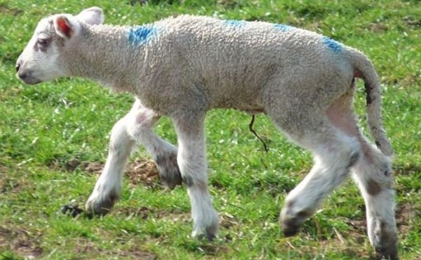 Пятиногий ягненок