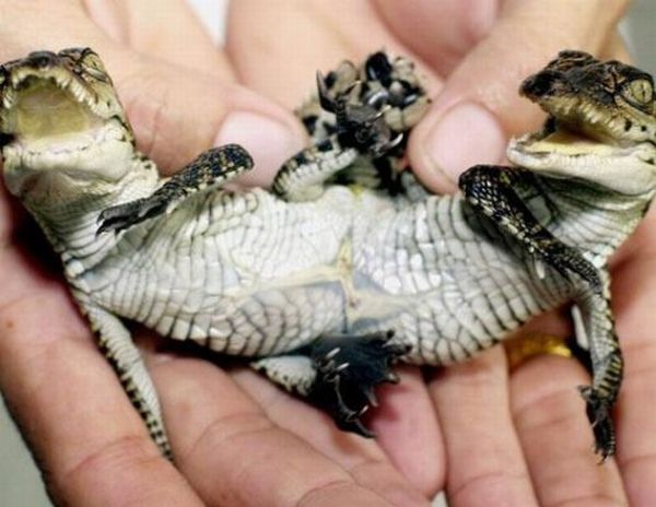 "Сиамские" крокодильчики