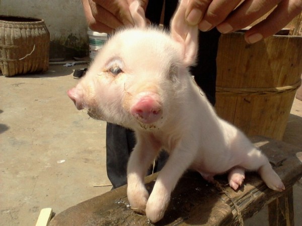 Поросенок с двумя головами Поросенок с двумя головами