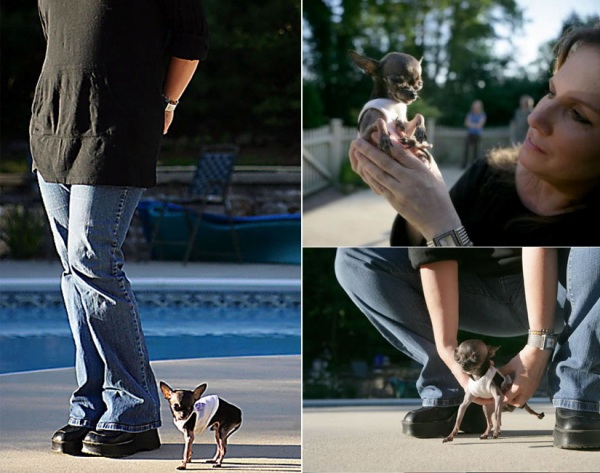 Маленькая чихуахуа Daki с длиной в 12 см и весом 600 грамм