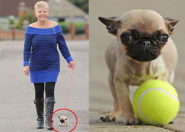 Это английский Мопс Grejsi длиной в 15 см и весом в 625 гр.