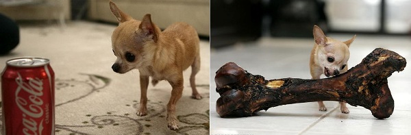 Собака с размером банки с колой — 15 см.