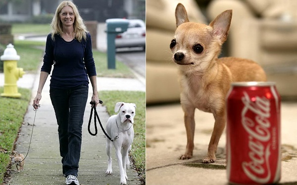 Собака с размером банки с колой — 15 см.