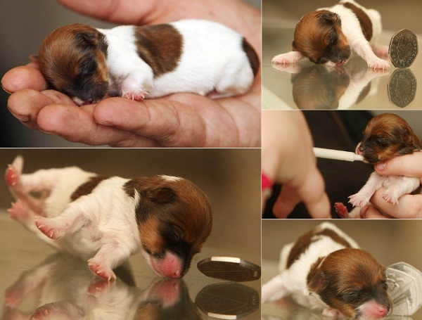 Щенок, который при рождении был в длину 50 мм и весил 60 гр.