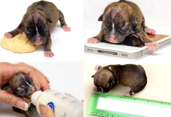 Ещё один щенок при рождении был всего 9 см