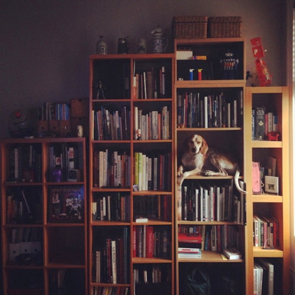 Собака Терона на книжной полке