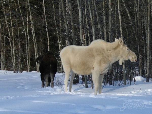 Лось-альбинос