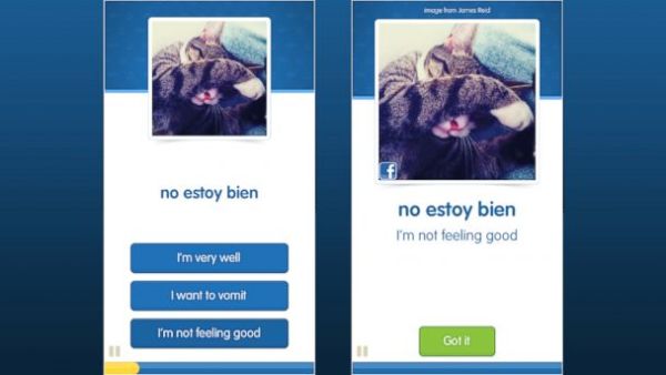 Проект CatAcademy