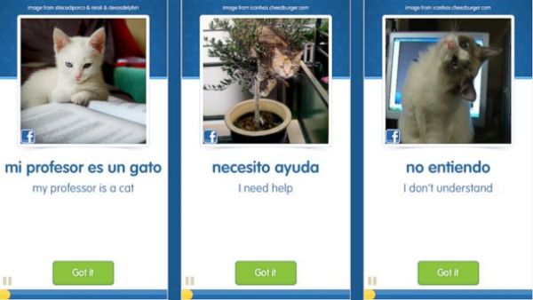 Проект CatAcademy