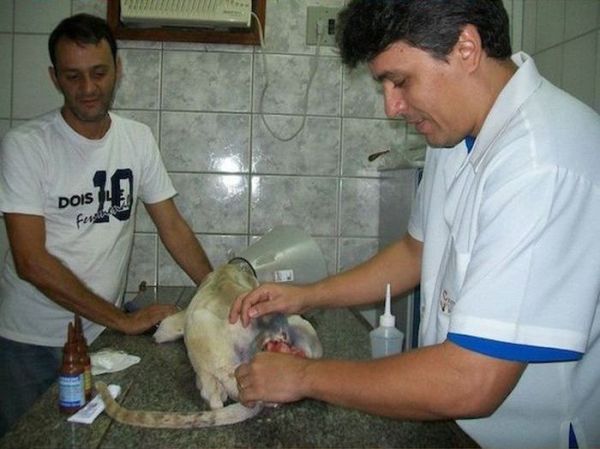 Мужчина спас собаку