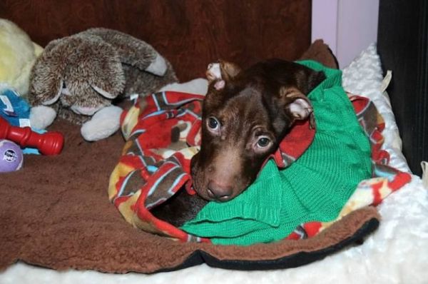 Питбуль в клинике Питбуль в клинике