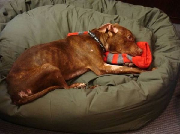 Питбуль Патрик Питбуль Патрик