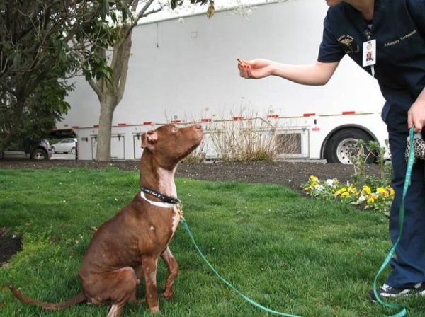 Питбуль Патрик Питбуль Патрик