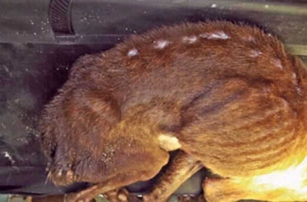 Питбуль из мусоропровода Питбуль из мусоропровода