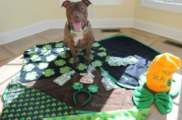 Новая жизнь Патрика Новая жизнь Патрика