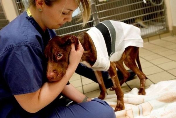 Ветеринары Ветеринары