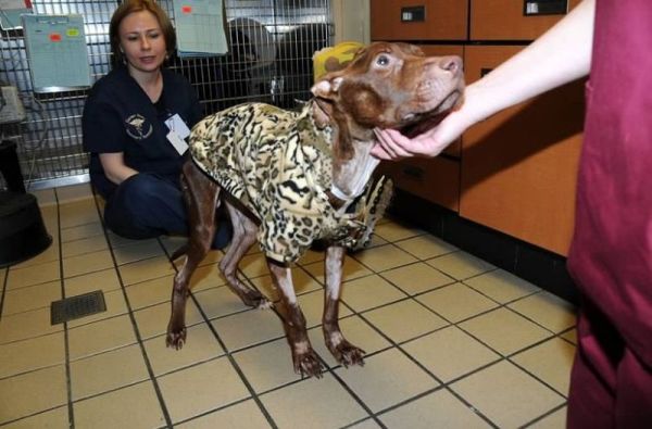 Пес идет на поправку