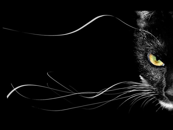 Кошка-экстрасенс