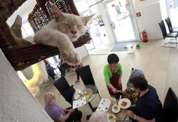 Кафе "Neko"