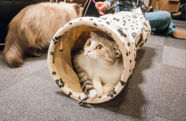 Постоялец котокафе