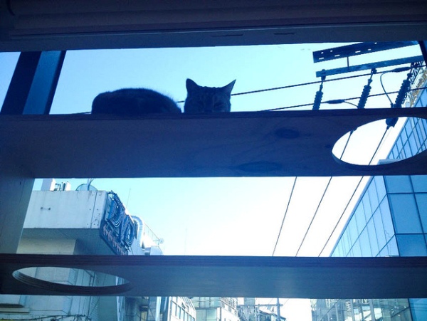 Котокафе