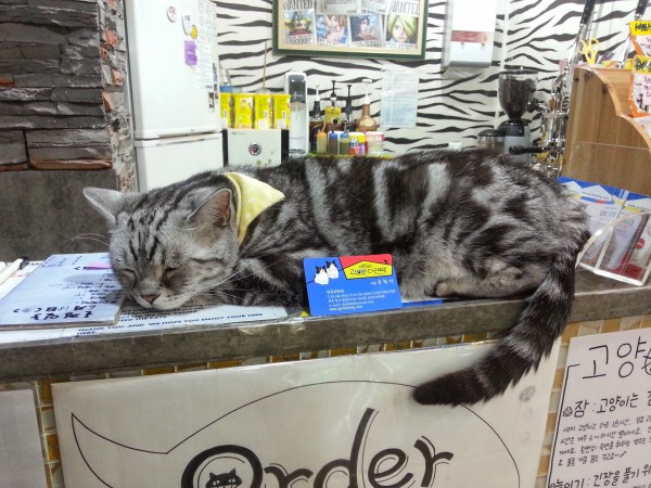 Постоялец котокафе