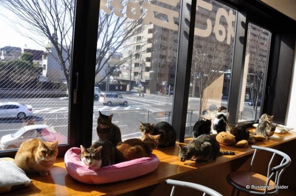 Котокафе