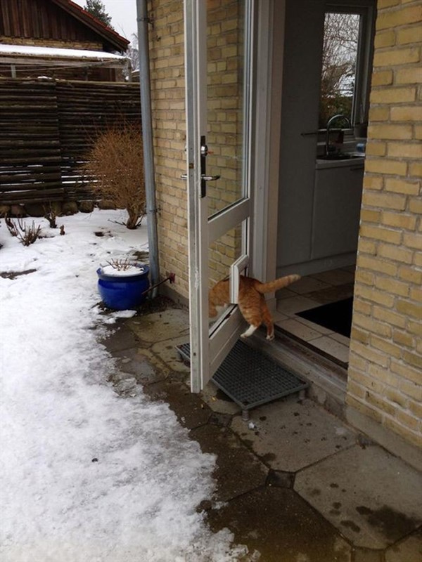 Котики, которые сломают логику Котики, которые сломают логику