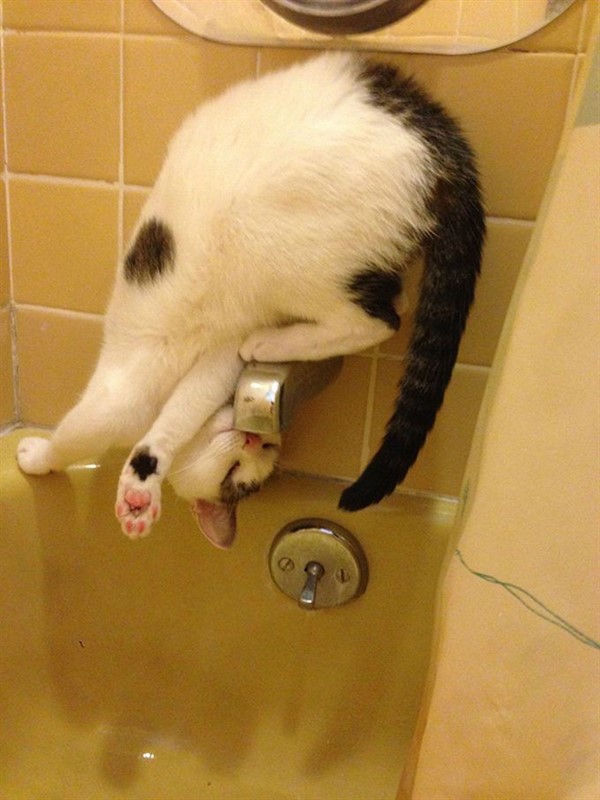Котики, которые сломают логику Котики, которые сломают логику