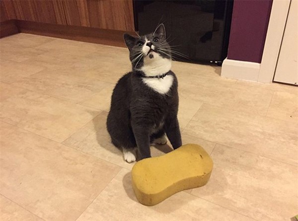 Котики, которые сломают логику Котики, которые сломают логику
