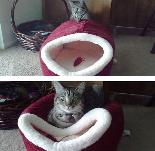 Котики, которые сломают логику Котики, которые сломают логику