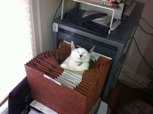 18 мест, которые понравятся вашей кошке