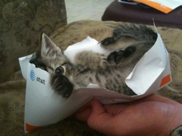 18 мест, которые понравятся вашей кошке