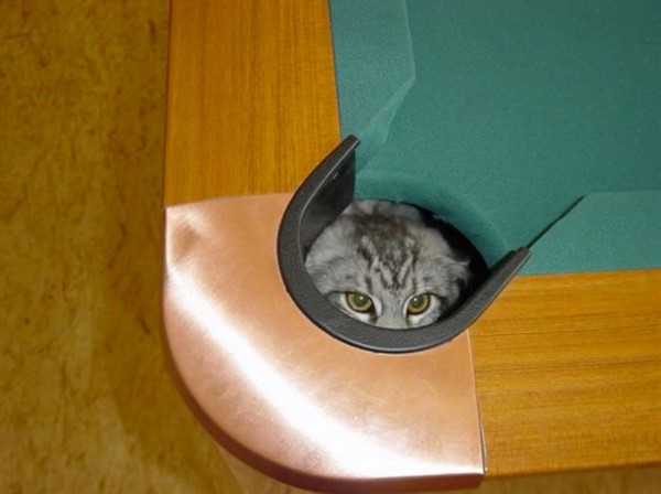 18 мест, которые понравятся вашей кошке