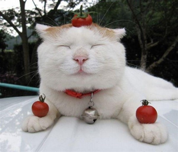 Секреты кошачьего поведения