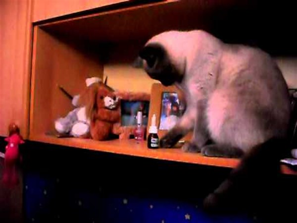 Секреты кошачьего поведения